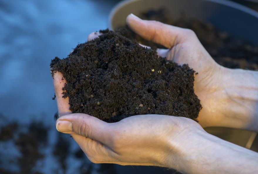 Jordens kvalitet och struktur bedöms innan odlingen startar. Foto: Anna Sigge